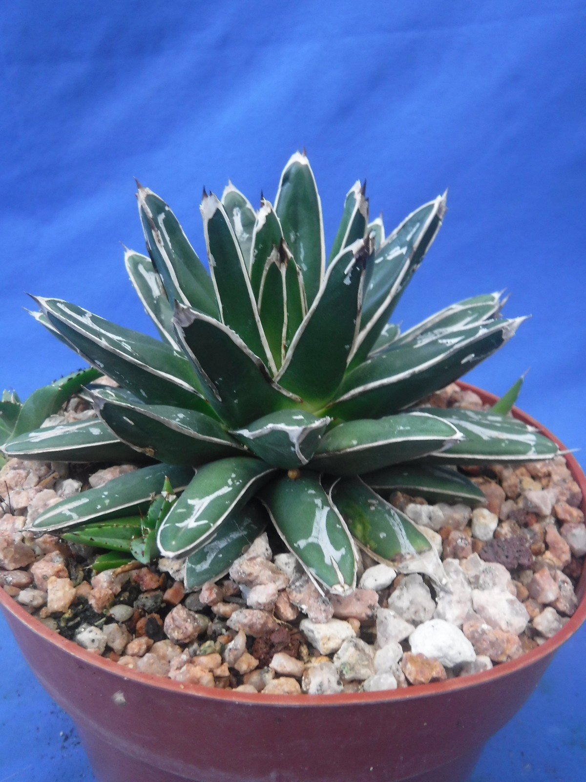Agave victoria-reginae compacta Queen Victoria Agave 5″ Wide + 4 PUPS! I5