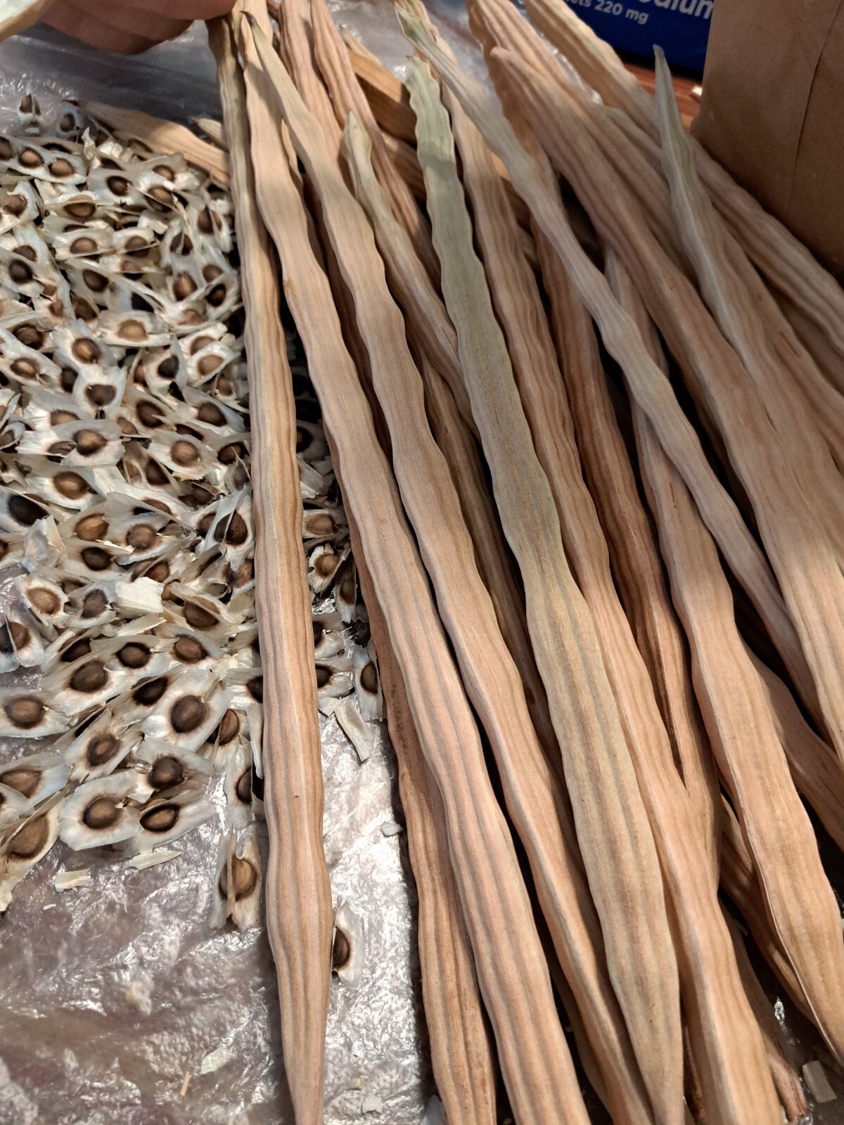 Malunggay Seeds Moringa oleifera for planting Newly Harvest 250 Seeds US Grown