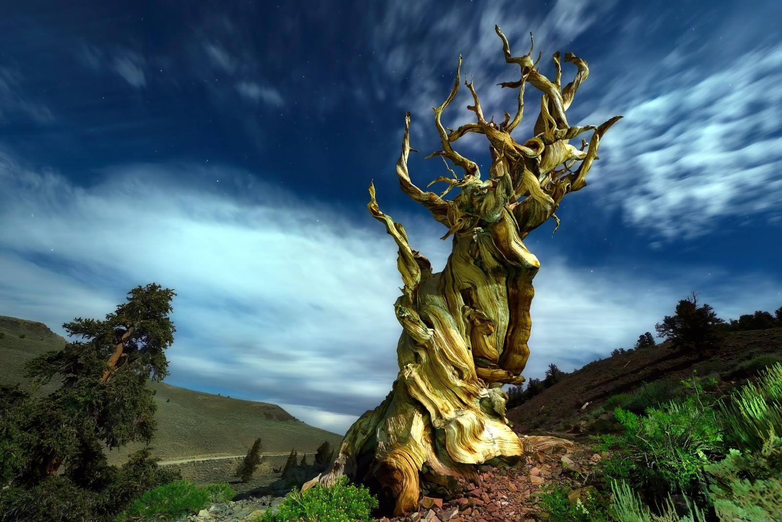 10 Bristlecone Pine Seeds (Pinus aristata) “OLDEST Living Tree in the WORLD!”
