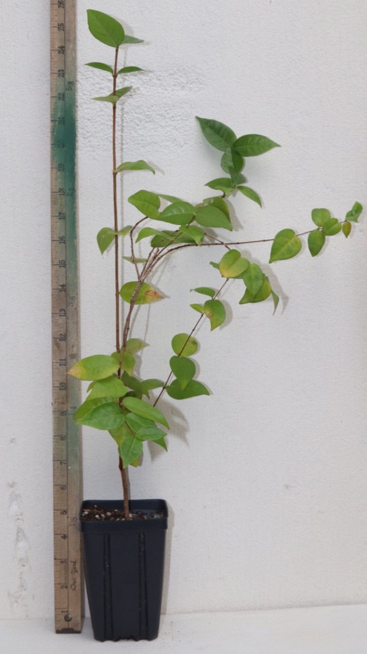 18” FRUITING Zill Surinam Cherry (EUGENIA UNIFLORA VAR) Huge Fruit Organic