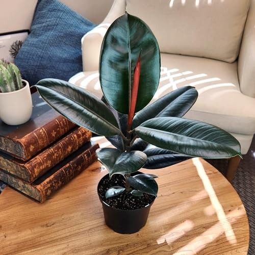 Burgundy Ficus Live Tree (16″ Tall) in 6″ Pot – Air Purifying Rubber Plant