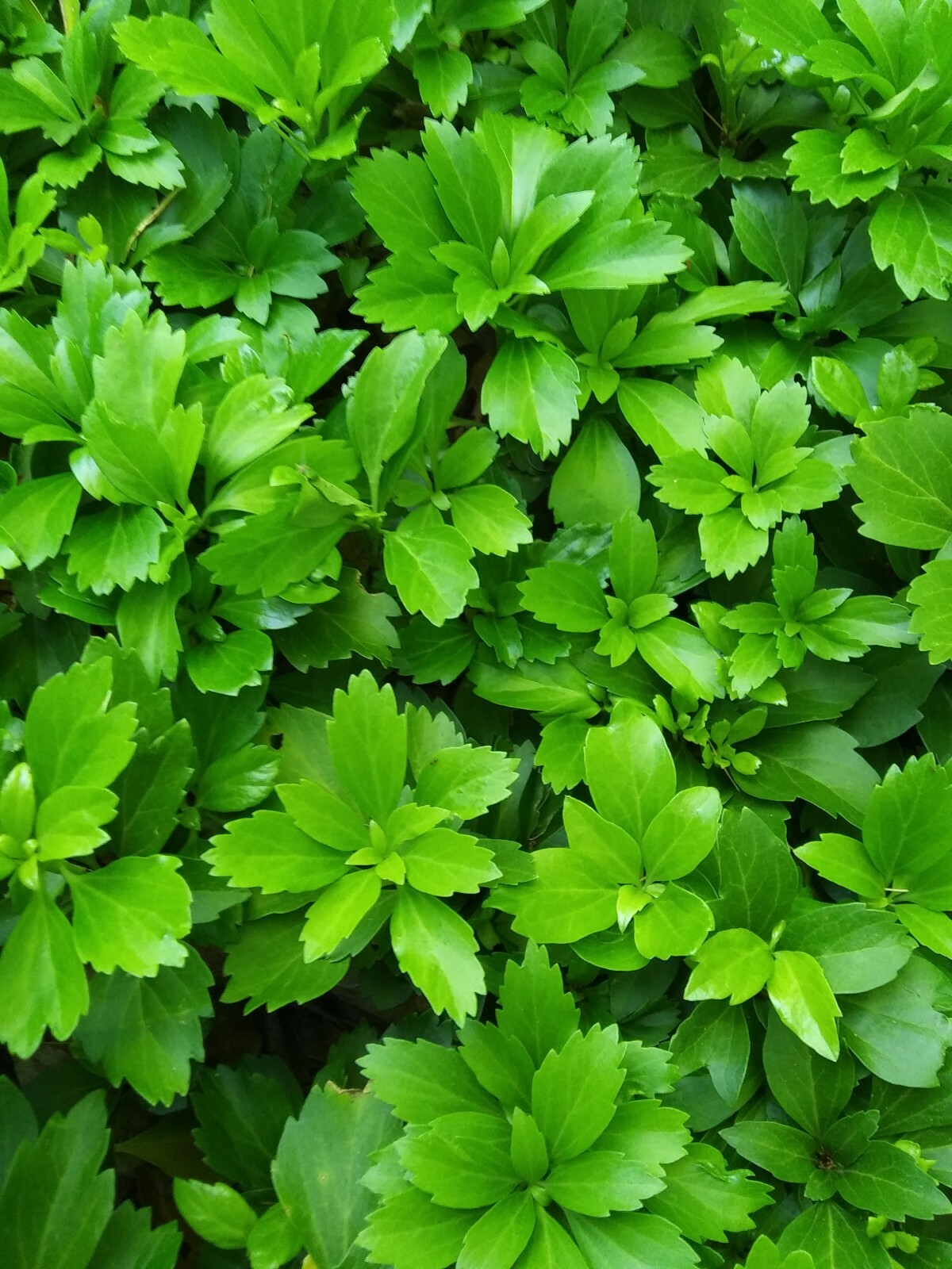1 mature well rooted Pachysandra terminalis ground cover plant