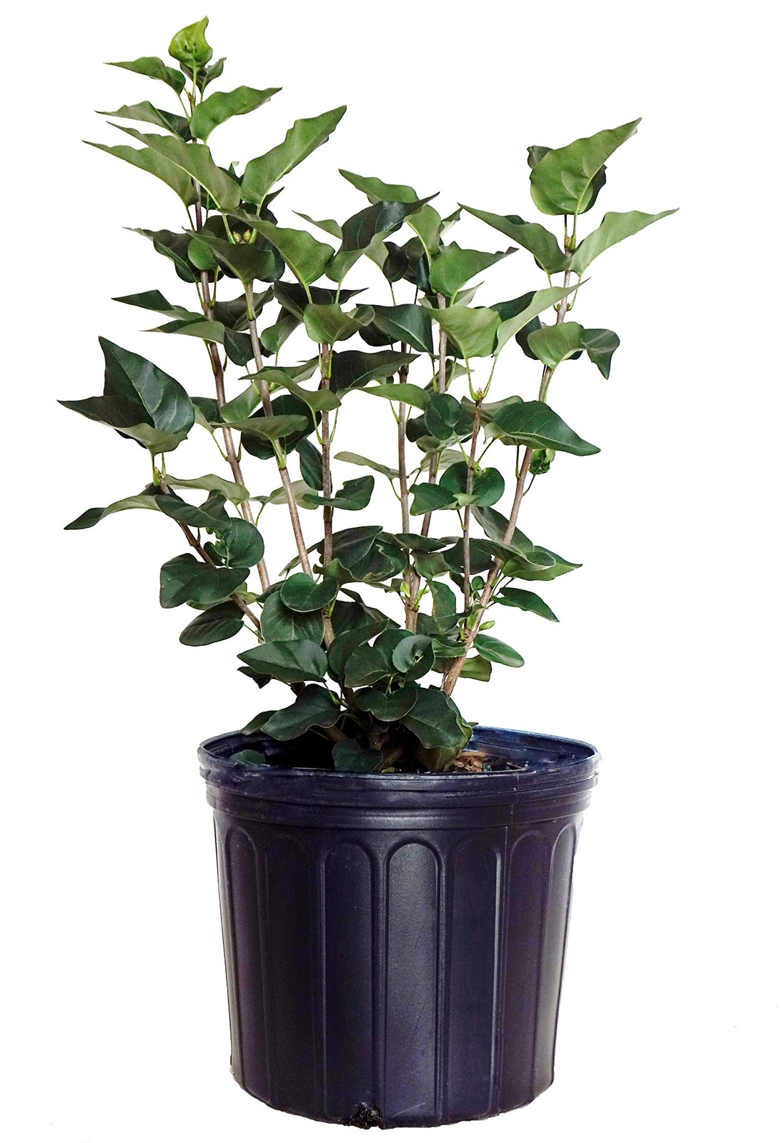 Green Promise Farms Syringa X Hya. Pocahontas Lilac Shrub Purple Flowers 3 –