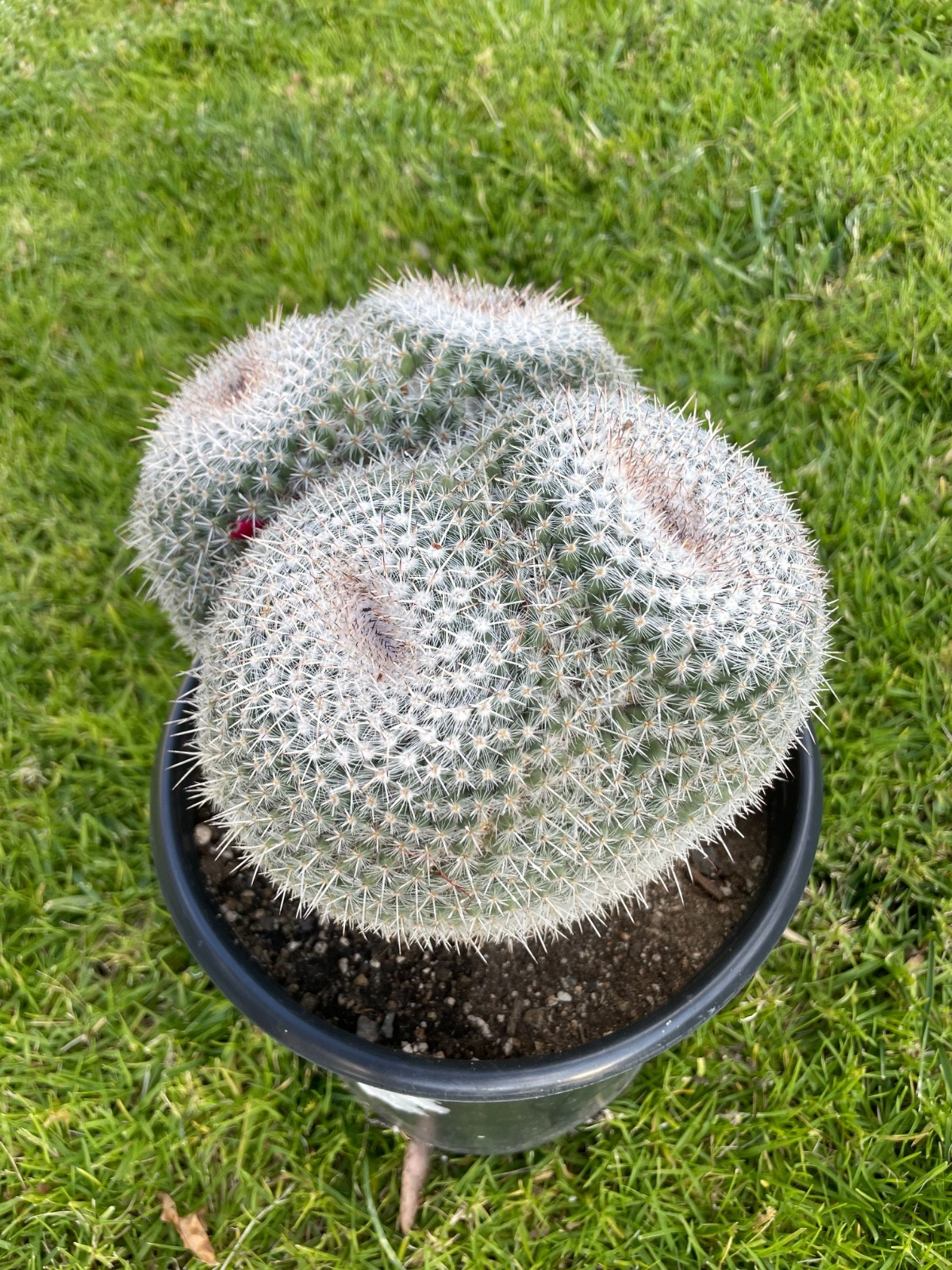 XL cluster, 4 heads, Mammillaria Parkinsonii #A48