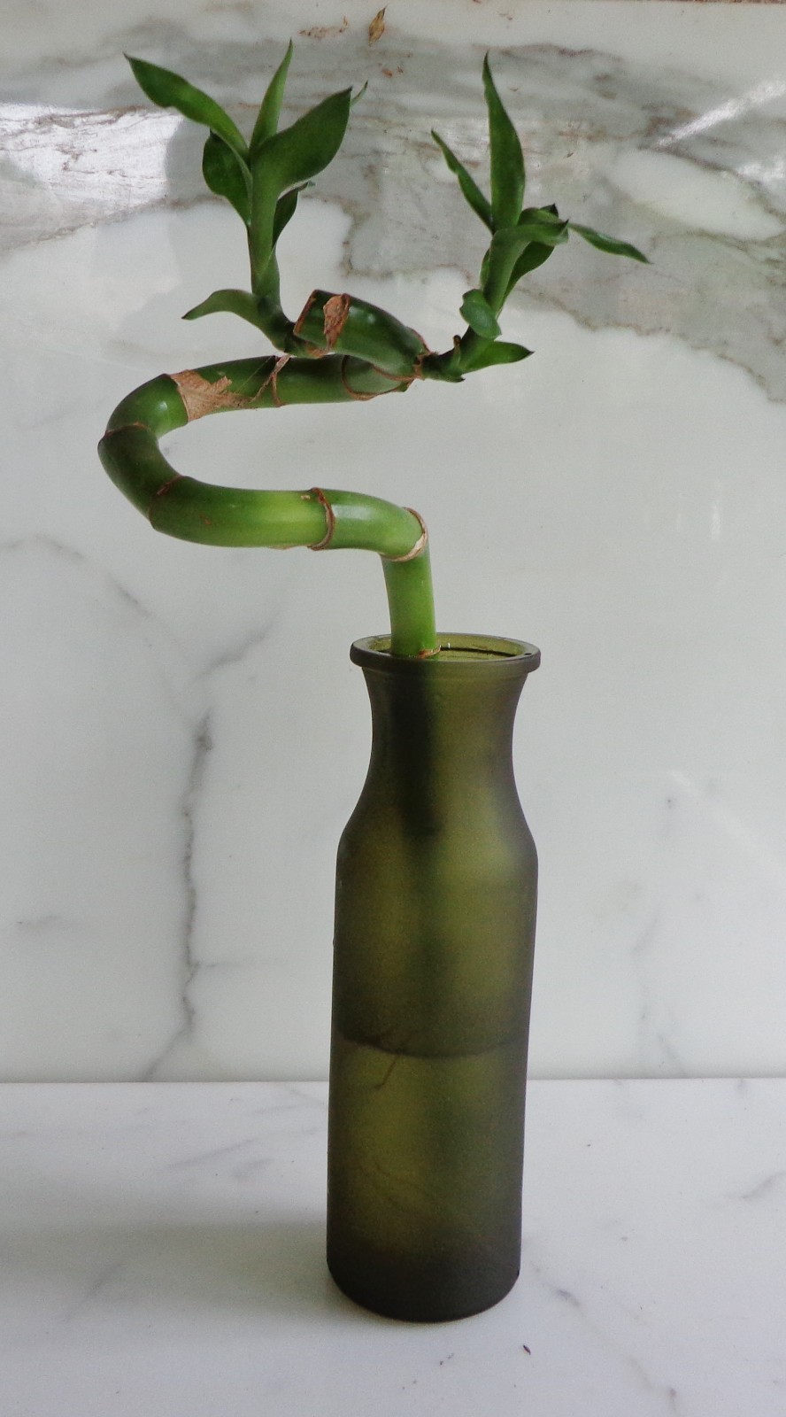 A LUCKY BAMBOO SPIRAL Stalk Roots 12 inches (Only plant, No Vase)
