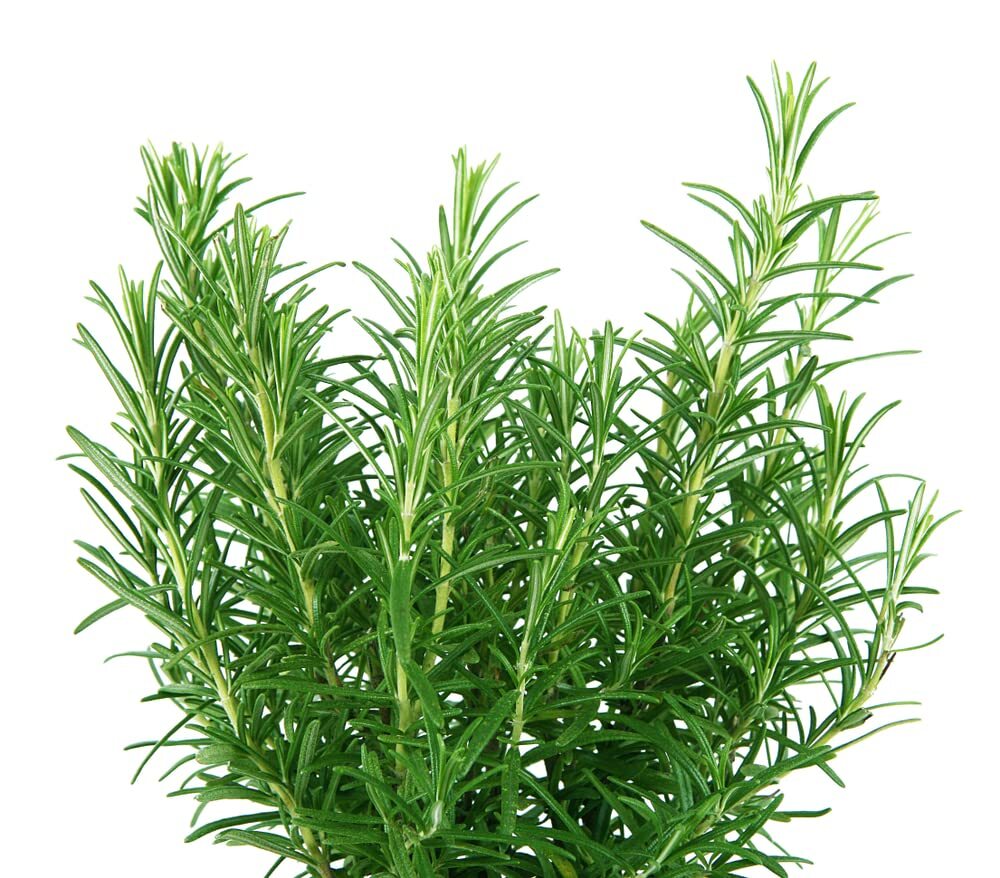 Rosemary Herb Seeds for Planting (50 Seeds) – Rosmarinus officinalis