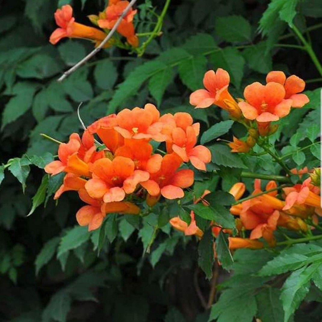 Beautiful Orange/Red Trumpet Vines (3) freshly dug, established bare root vines