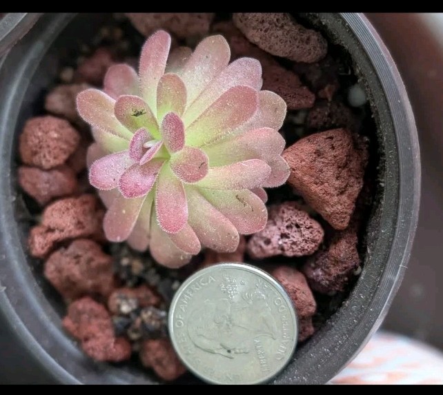 Carnivorous Pinguicula ‘Johanna’ Plant Starter Rosette – Natural Gnat Control