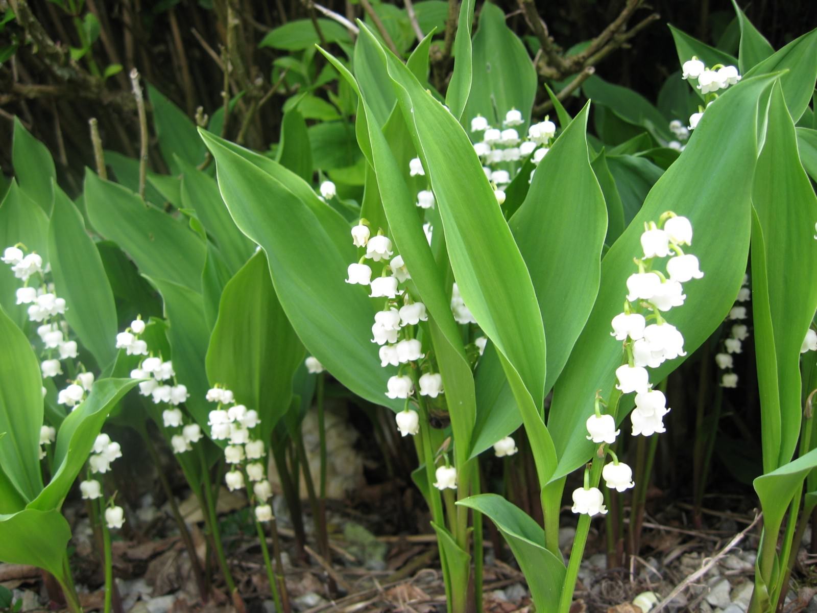 5 Lily of the Valley, May Lily, May Bells roots-(Convallaria majalis)