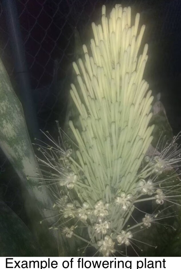 Jaboa live plant Giant Snake indoor outdoor Plant Sansevieria Flowering