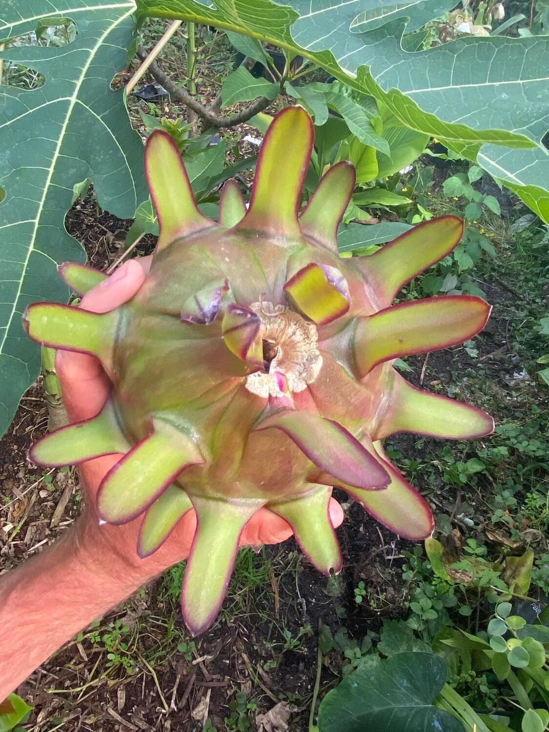 2 Dragon Fruit cuttings 8-12 inches long check The Description ￼ ￼