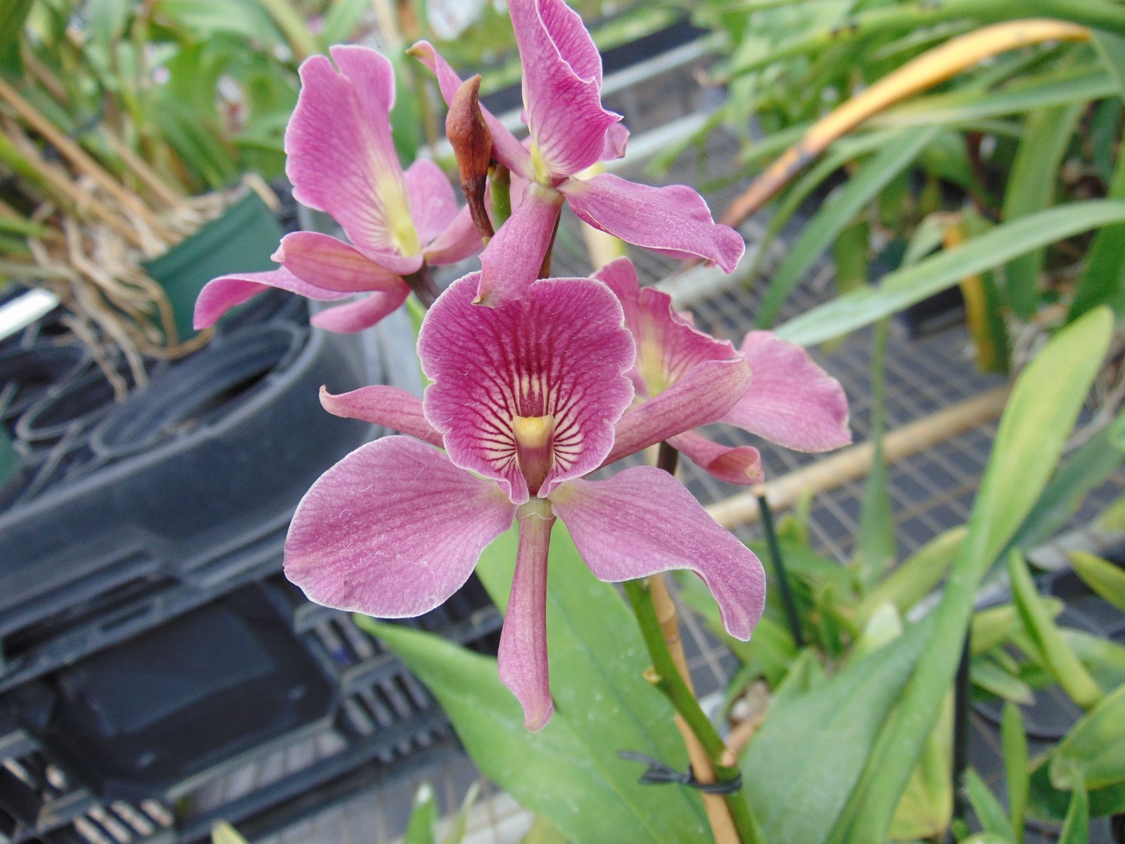 Grc. Francis Dyer ‘Foxes Plum’ AM/AOS Bloom size Mounted cork NICE PLANT PRIMARY