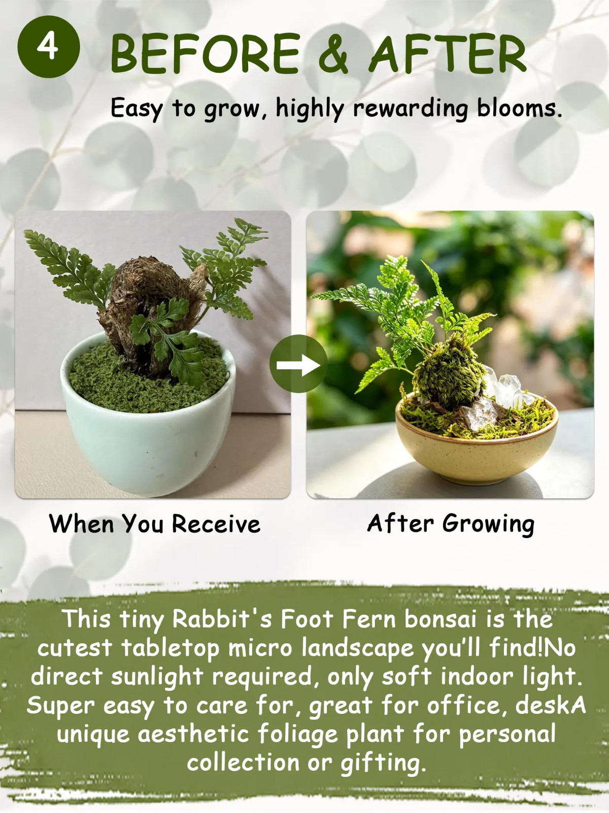 Mini Rabbit’s Foot Fern Live Potted Plant, Small Indoor Desk Fern