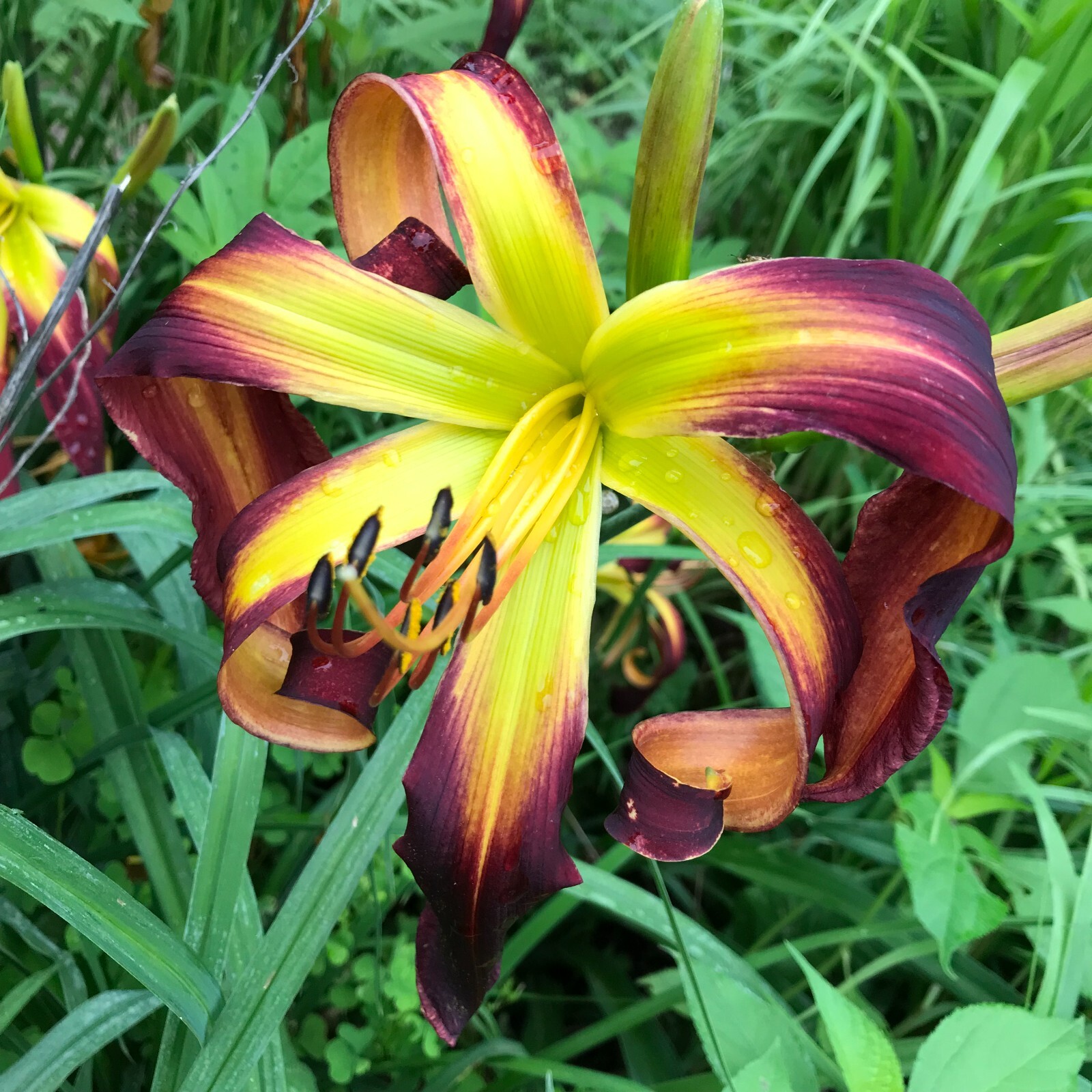 Assorted Daylilies, Mixed Daylilys, perennial’s return every year multiplying