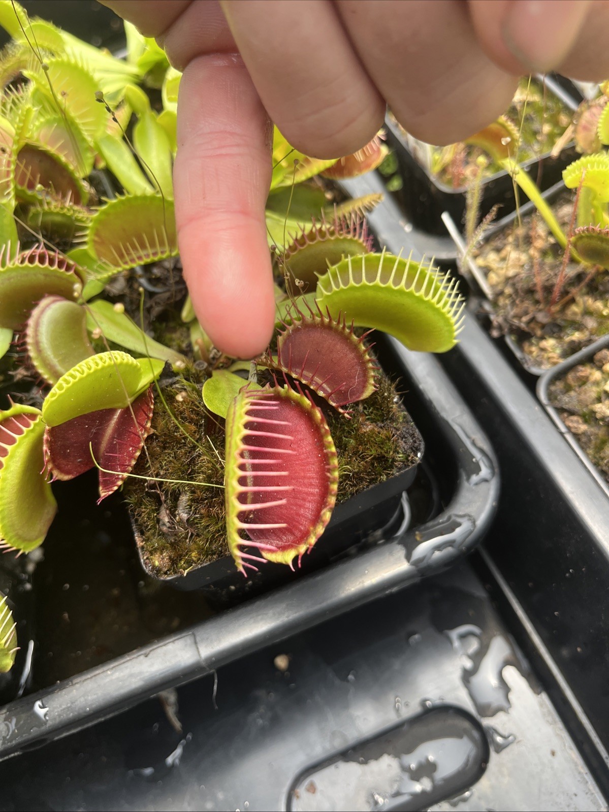TYPICALS GONE WILD Live Potted Venus Flytrap Vigorous Plant