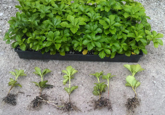 Pachysandra Terminalis ‘Green Sheen’ – 100 Bare Root Plants