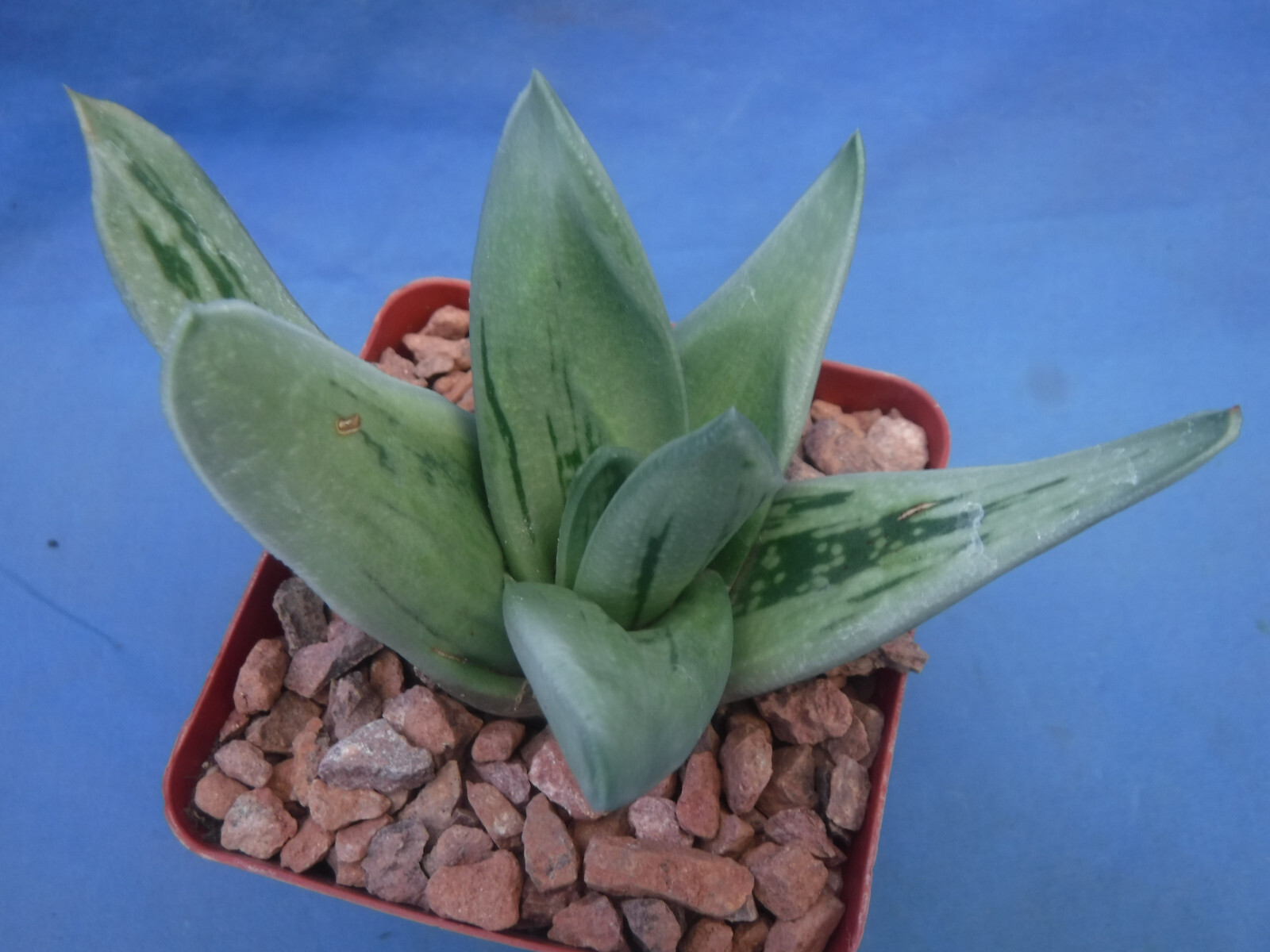 Gasteria Aloe Hybrid Gasteraloe “Green Ice” Succulent 3″ Pot Size 3″-4″ Wide