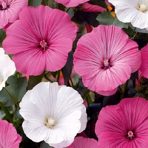 Rose Mallow Malope Trifida 250 Seeds Mixed Pink and White Hibiscus Flowers