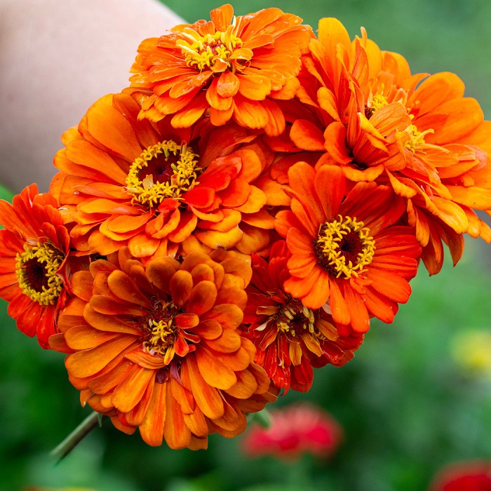 Orange King Zinnia Seeds Zinnia elegans Free Shipping!