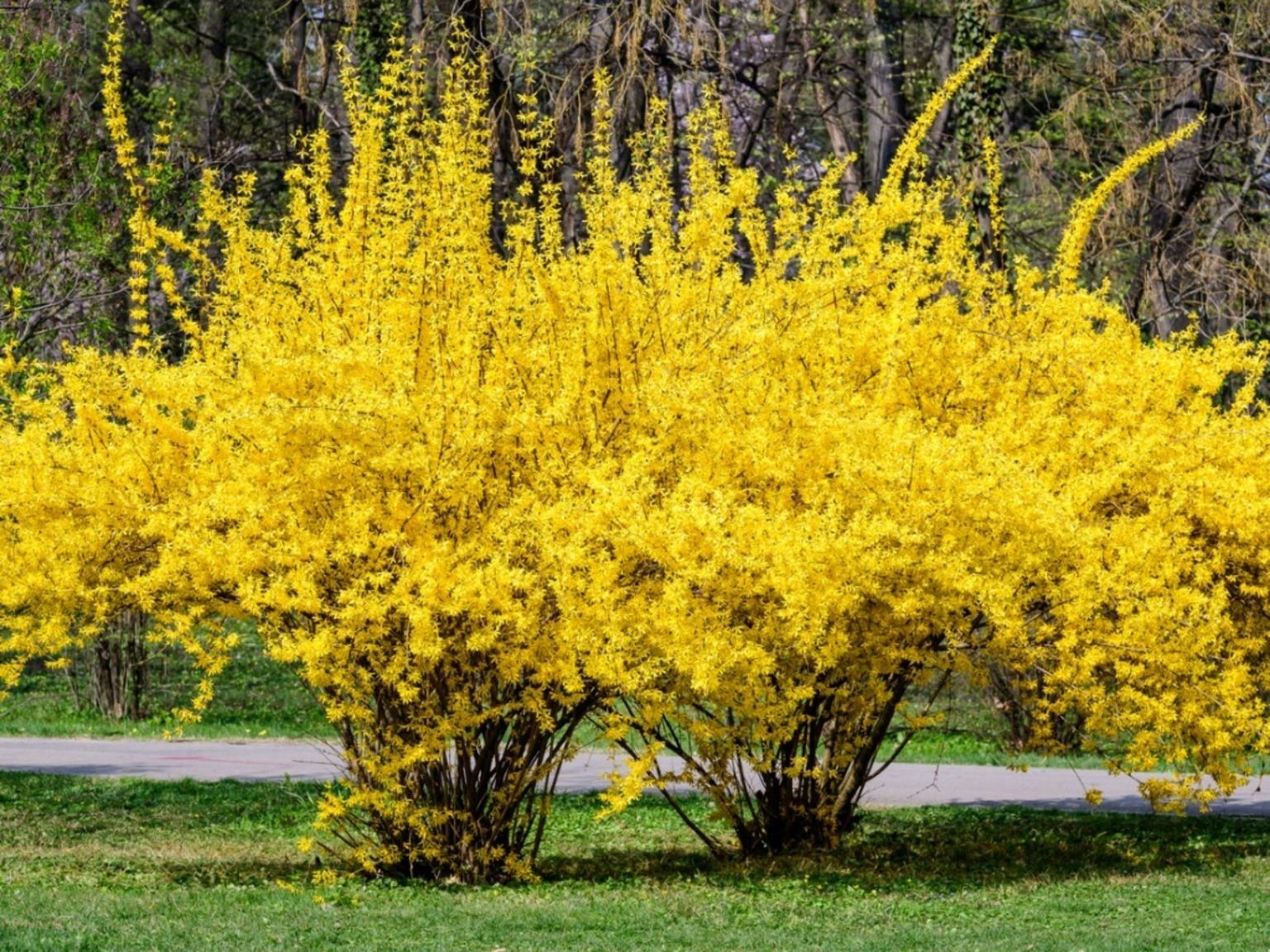 12 Lynwood Gold Forsythia`Lynwood”Cuttings Not Rooted.
