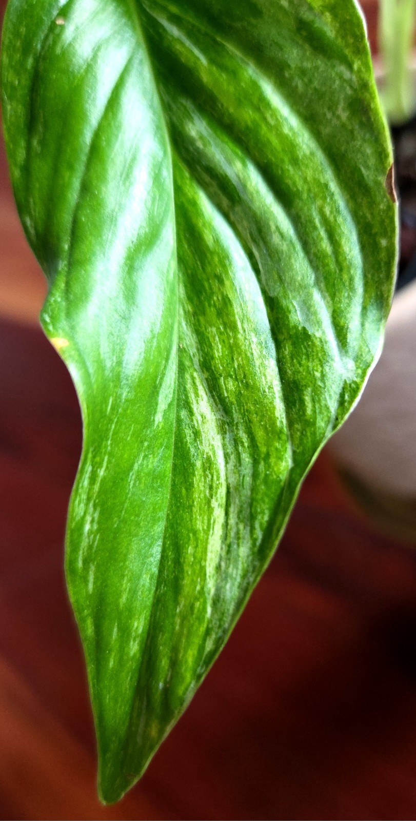 Rare Monstera Laniata Mint 11″ Tall 2 Plants Aroid Not Philodendron Anthurium