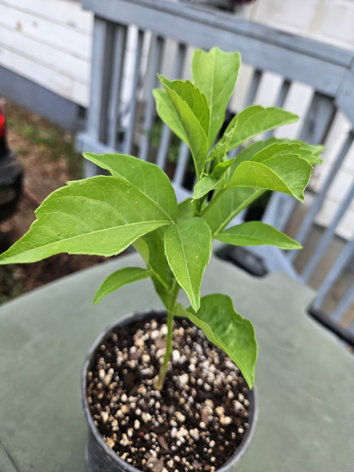 Bonsai Tree Starter Seedling Live Caudex Plant Baobab Boab Bottle Tree