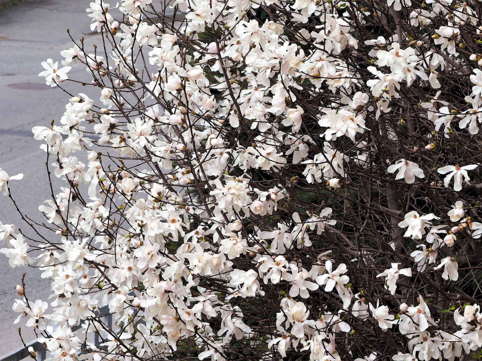 10 SWEETBAY MAGNOLIA Virginiana TREE Shrub Native Laurel White 3″ Flower Seeds