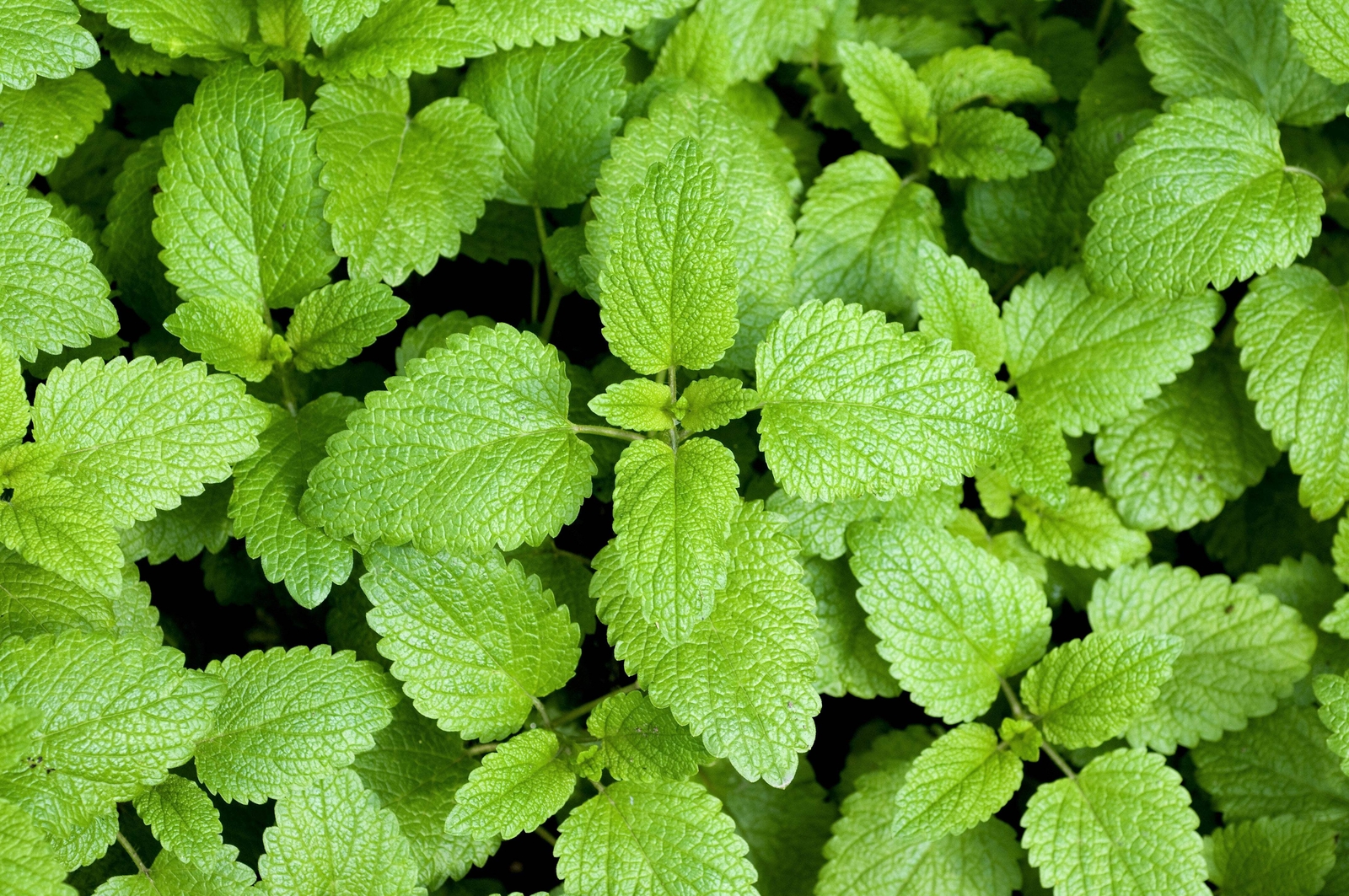1500 LEMON BALM Lemonbalm Fragrant Herb / Flower Seeds *Flat S/H