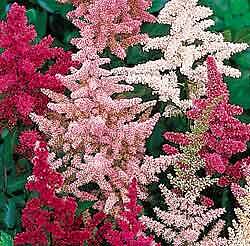 Astilbe arendsii Finest Mixed Hybrids 500 seeds