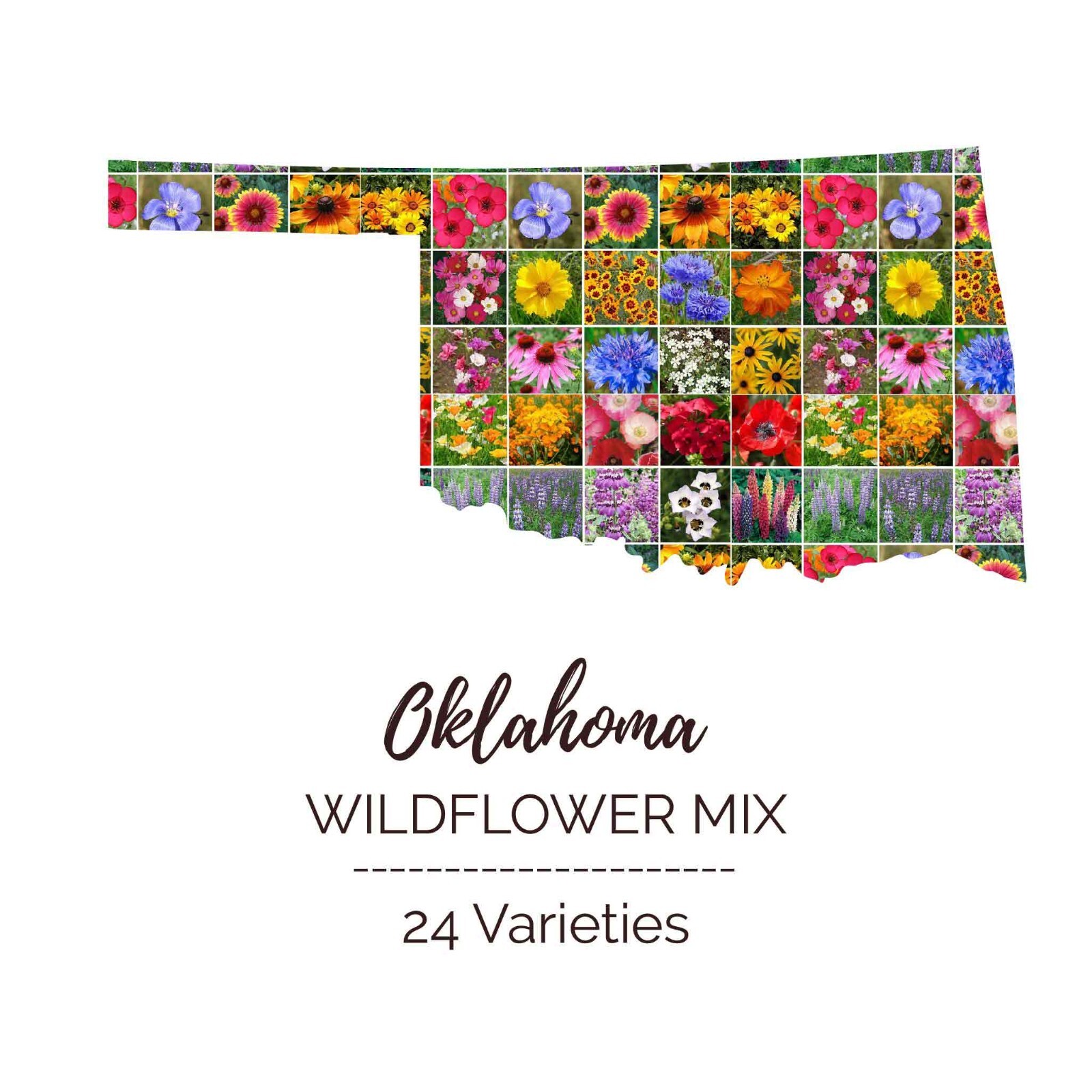 Wildflower OKLAHOMA State Flower Mix Perennials & Annuals USA Non-GMO 1000 Seeds