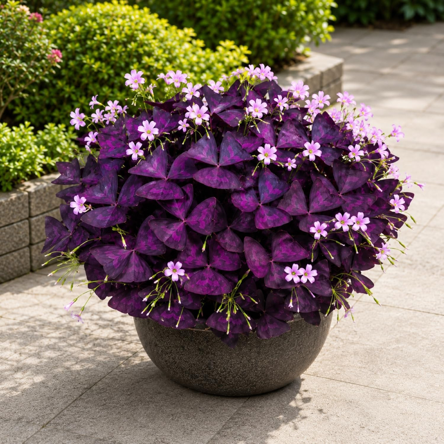 Pack of 24 Purple Shamrocks Bulbs, Oxalis Bulbs for Planting, Oxalis Triangulari