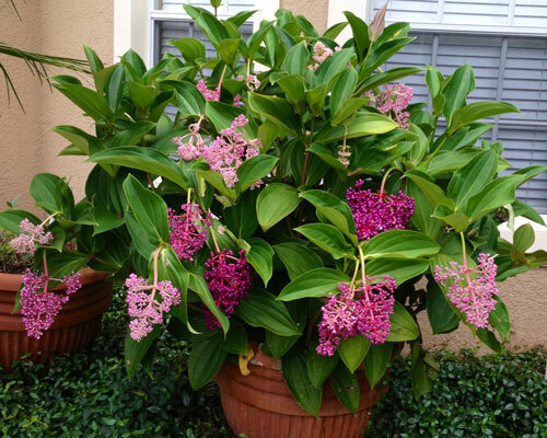Medinilla Myriantha “Malaysian Orchid” Live Flowering Plant AKA Malaysian Grapes