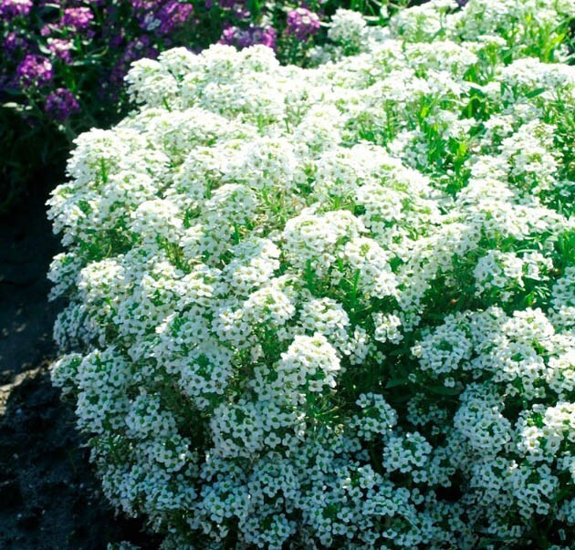 Alyssum TINY TIM White 3” Groundcover Bees Fragrant Flowers Non-GMO 500 Seeds!