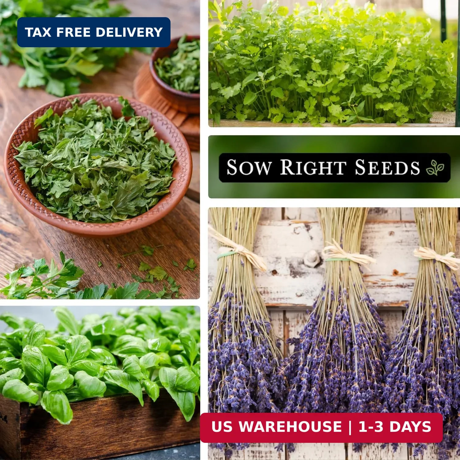 Sow Right Seeds – Most Popular Herb Seed Collection for Planting – Mint, Lavende