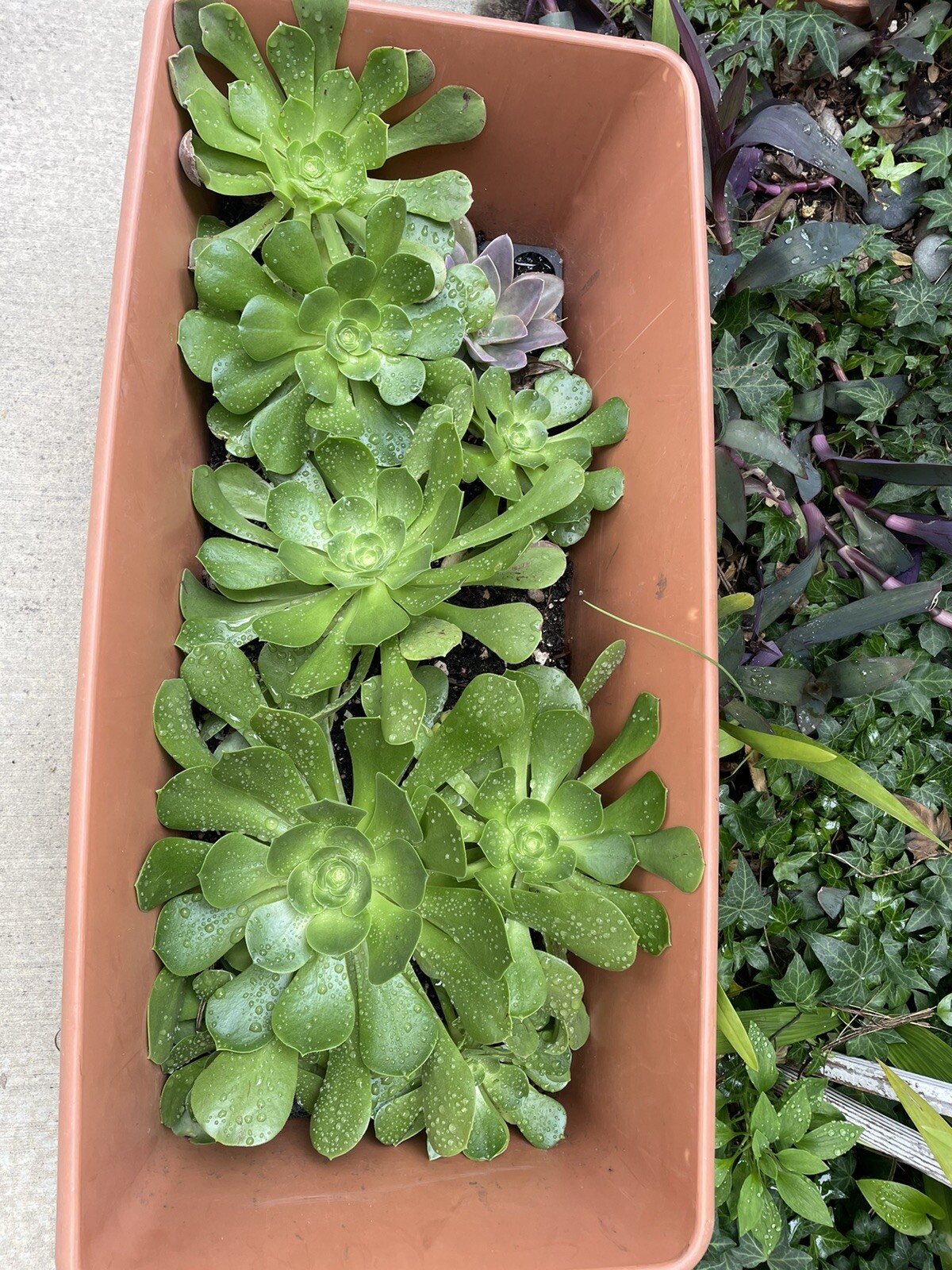 Extra Large size Healthy Fresh Green Aeonium Succulent Rosettes Saucer plants
