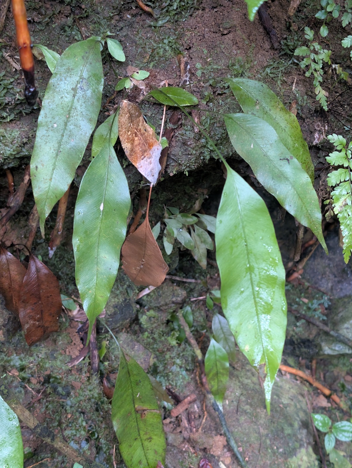 x2 LIVE Bare : Elaphoglossum Ferns 9 inch tall each, exotic rare ferns SHADE
