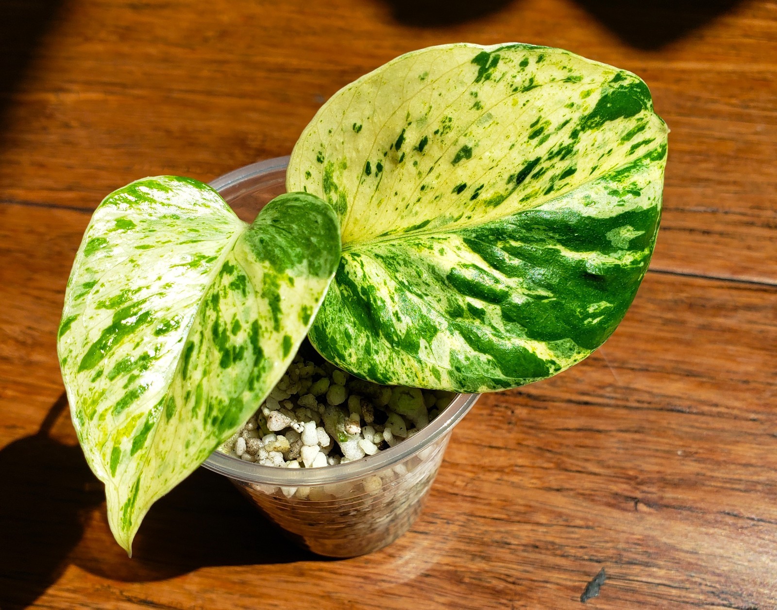 RARE Rooted GRACE Teruno Pothos Series Epipremnum Aureum Top Cut Hi-Variegation