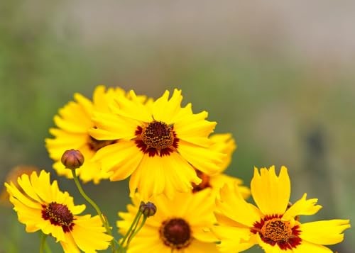 Semi-Dwarf Plains Yellow Coreopsis Flower Seeds (Coreopsis tinctoria) – 1500+