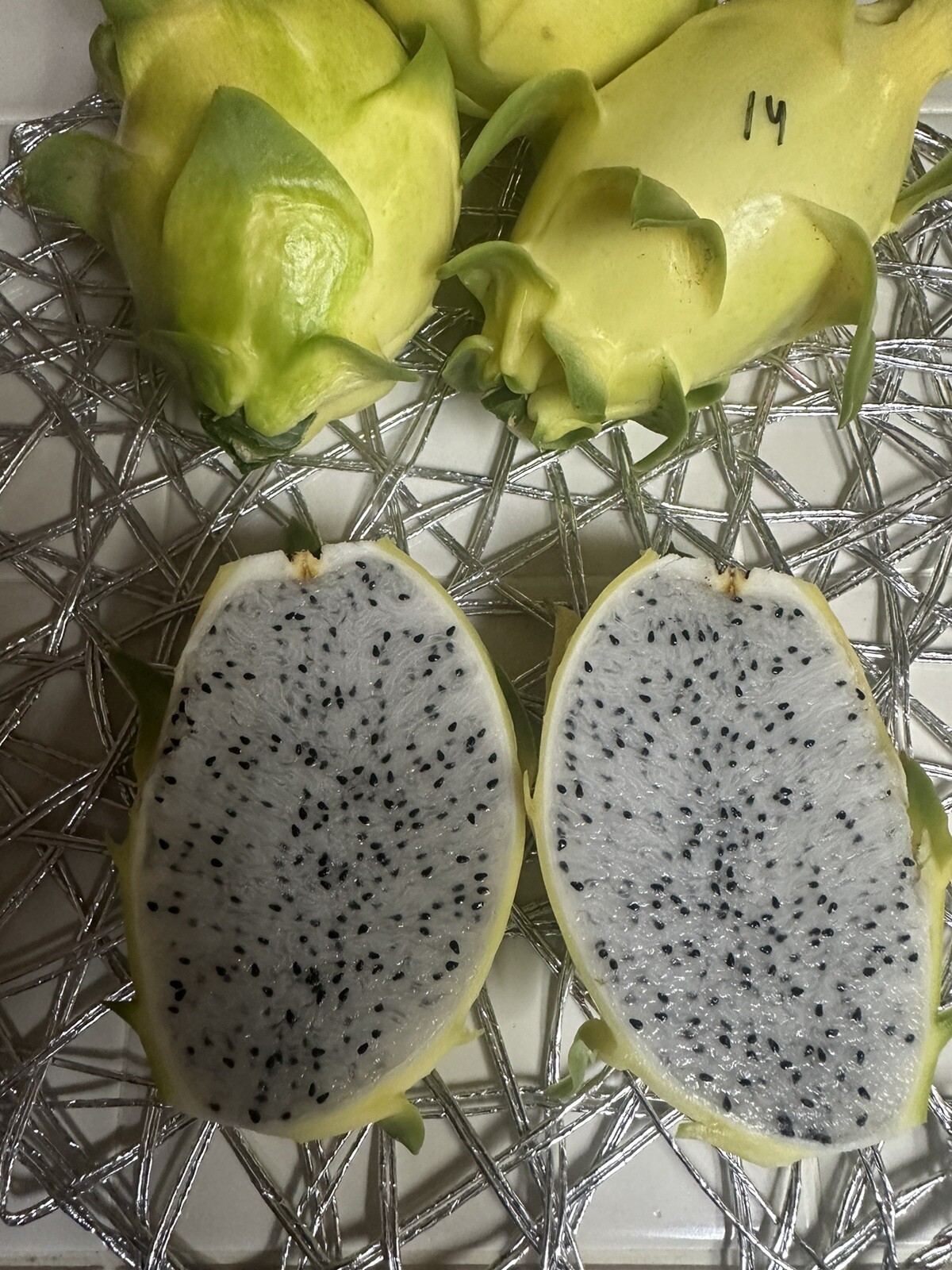 Dragon Fruit “Israel Yellow” CUTTINGS 8-12 Inches