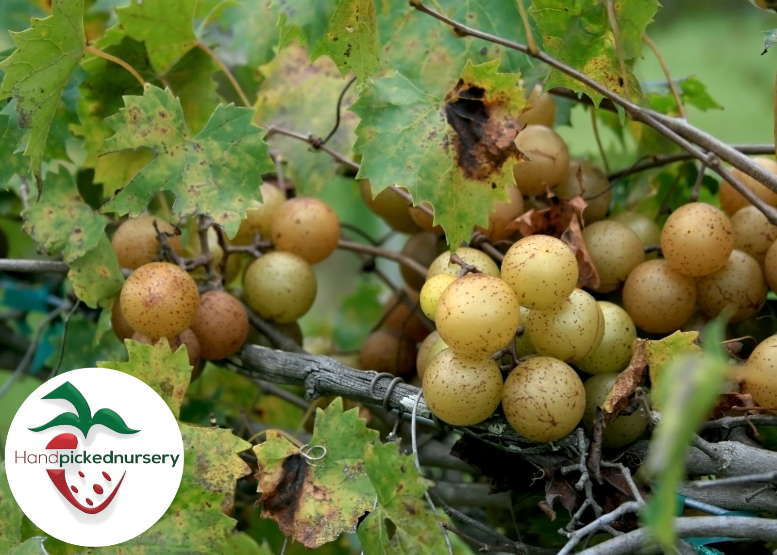 Sweet Jenny Muscadine Grape Vine – 2 Year Old Bare Root Live Plant – 1-2ft tall