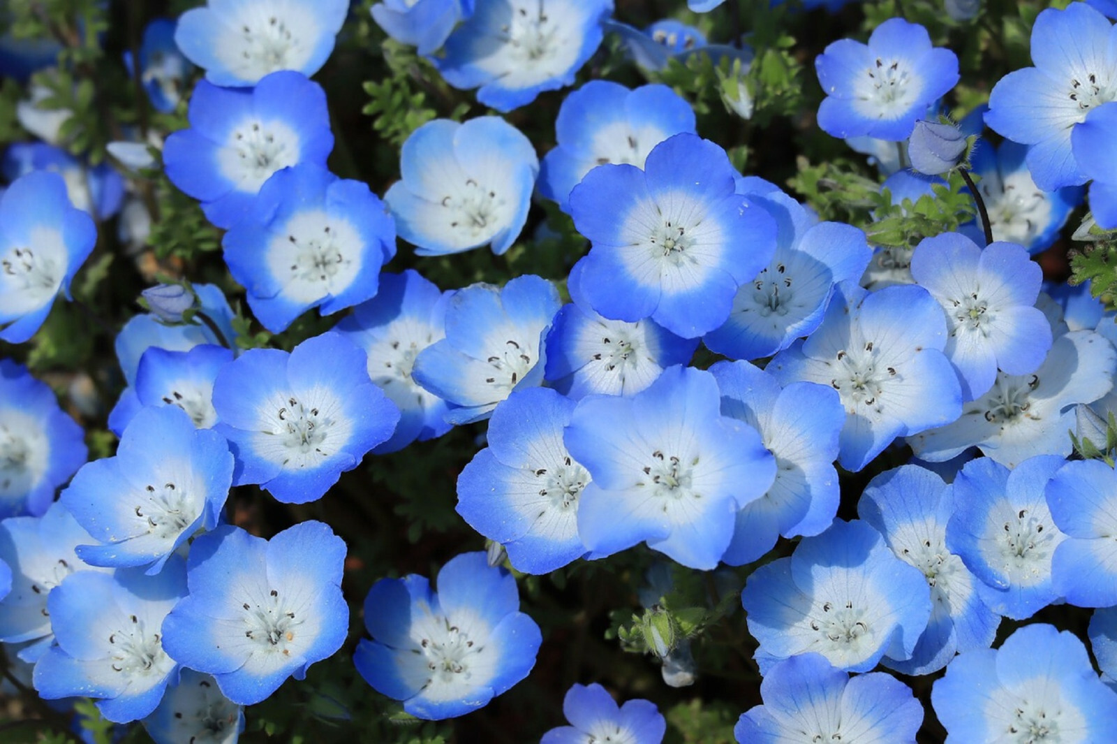 250 Baby Blue Eyes Seeds (Nemophila Menziesii) | LOW GROUND COVER FLOWERS, BLUE