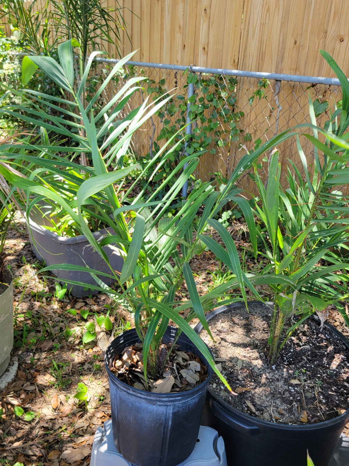 Acrocomia aculeata Palm Tree in 2 Gallon Container