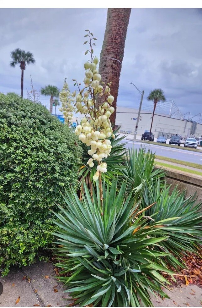 Sculptural Flowering Evergreen Adam’s Needle! 3 Gallon- No Pot 2.5”