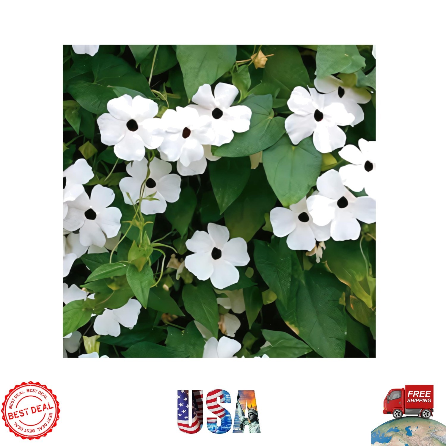 Charming White Black-Eyed Susan Twining Vine – Ideal for Gardens & Containers