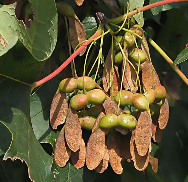 Sugar Maple, Acer saccharum, Tree Seeds (Fall Colors, Hardy)