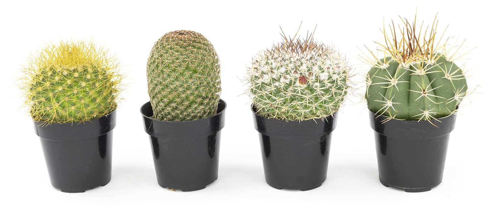 , Assorted Cactus Plants Live Cactus Decor (4PK), Cactus Plant Live Succulent…