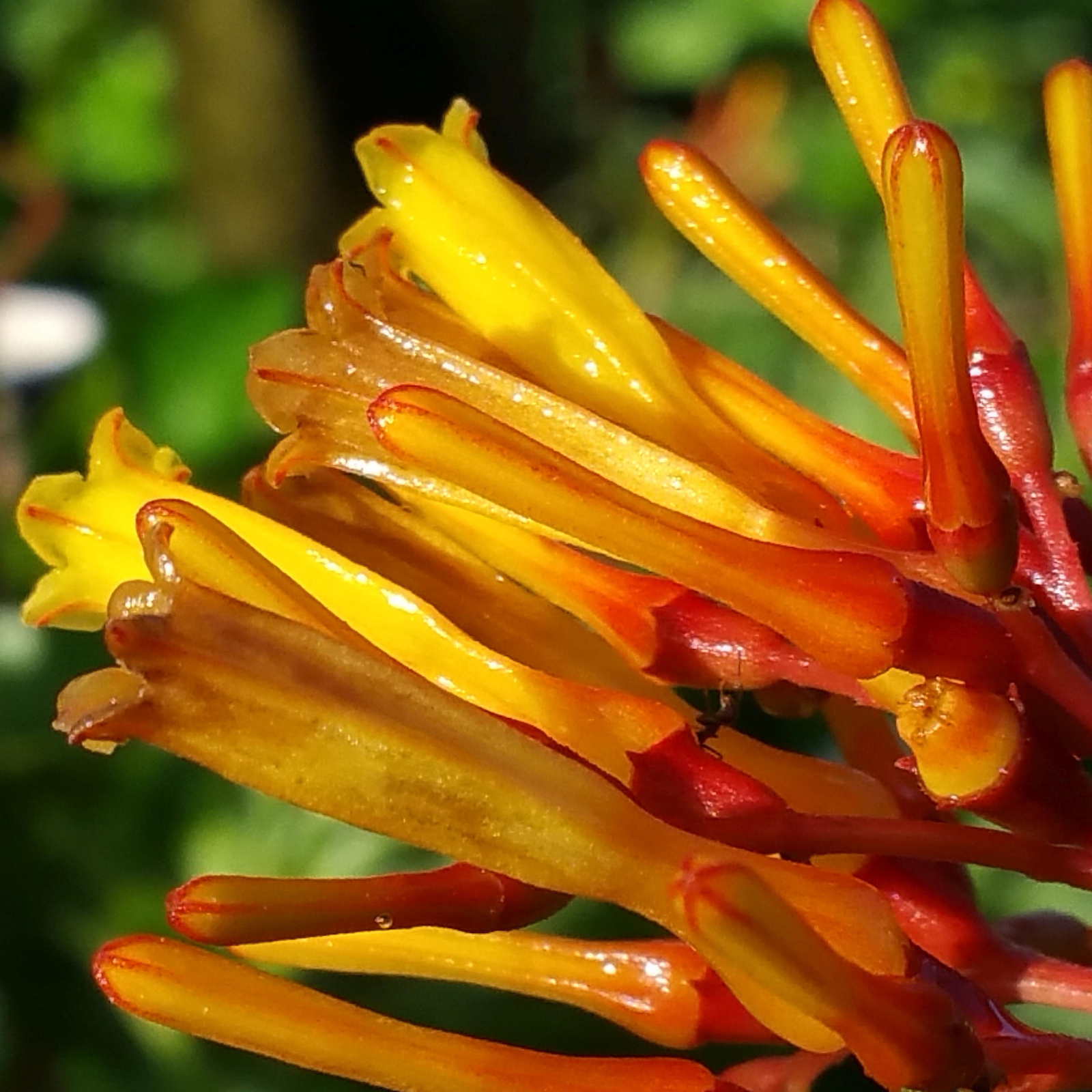 AFRICAN Mexican Firebush Plant Yellow Orange Attract Butterflies Hummingbirds