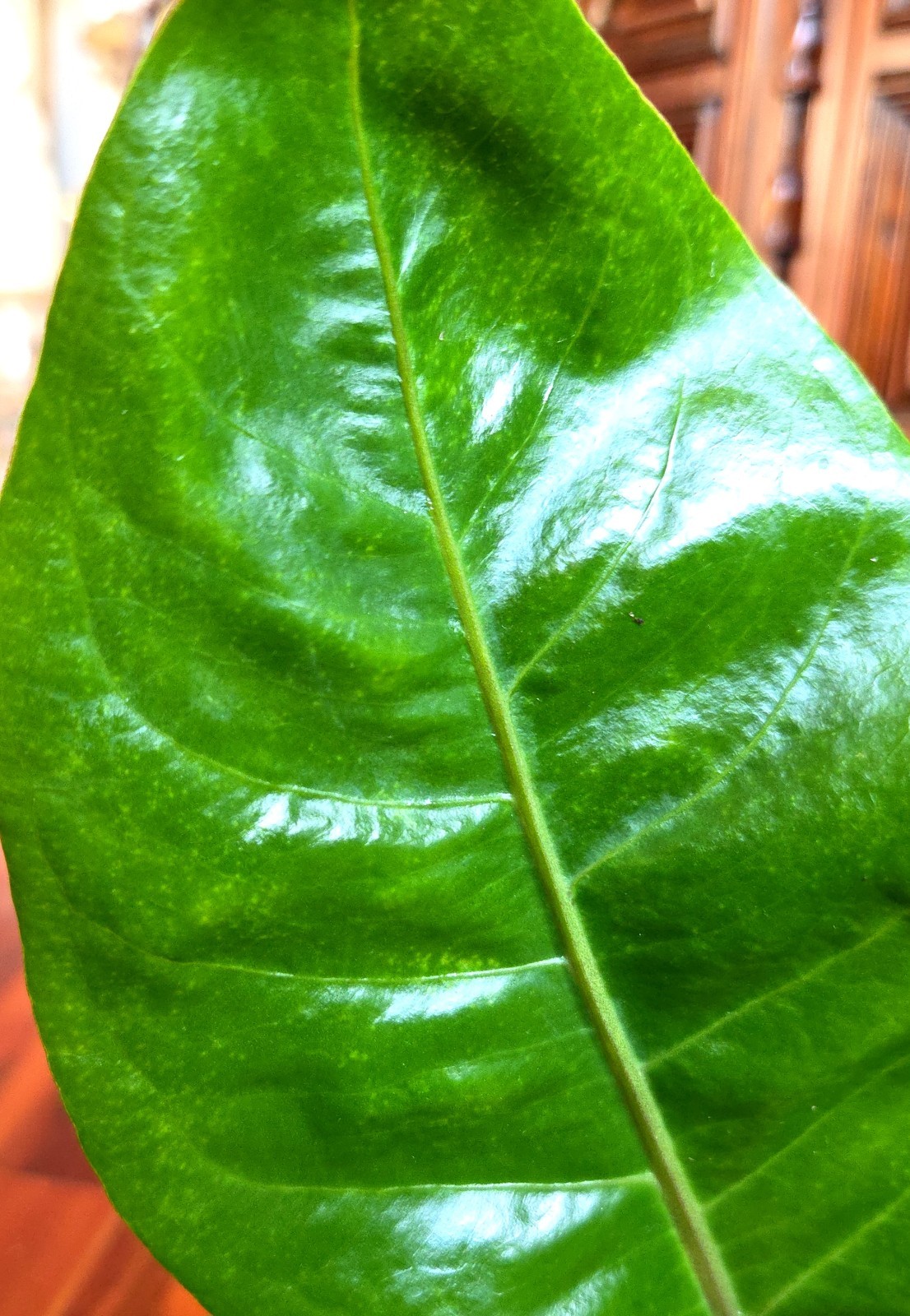 Rare Anthurium Hookeri Variegated 21″ Tall 6″ Pot Not Monstera Philodendron