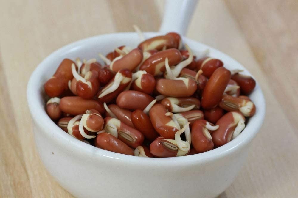 Adzuki Bean “COOL BEANS n SPROUTS” Brand. – Microgreen- Home Garden