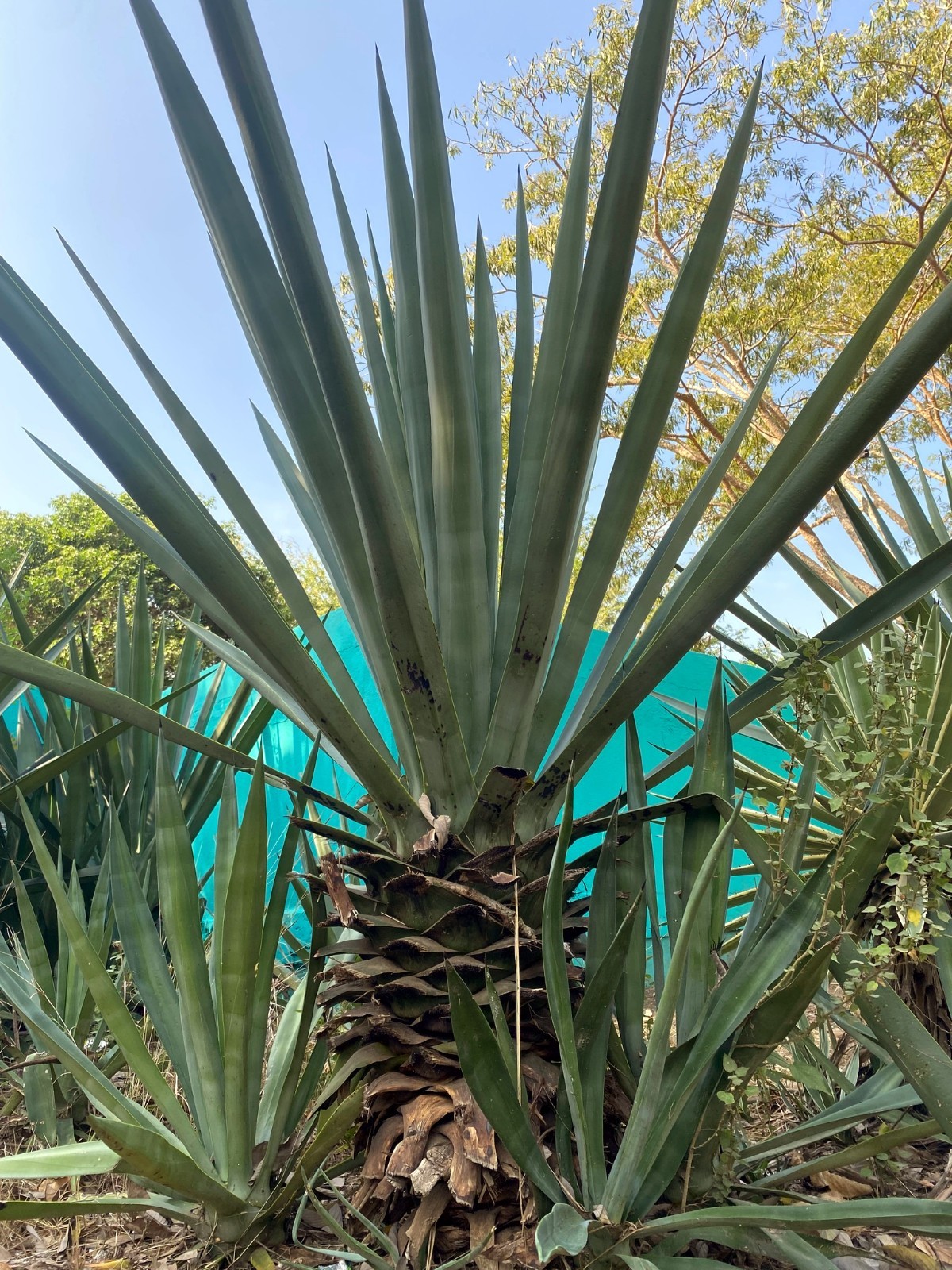 (Agave sisalana) Seeds Rare “Century Plant” Exotic Succulent “Sisal” Cactus Tree